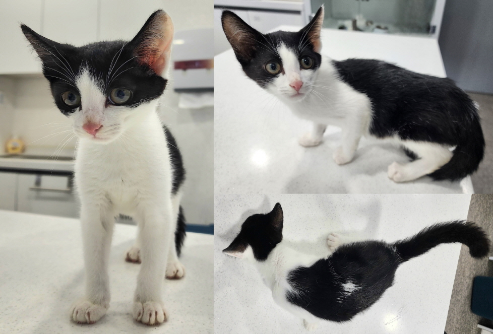 [고양이] 한국 고양이 충남-서산-2023-00174 유기동물 배경 이미지 입니다.